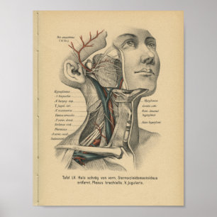 Pescoço da cara do impressão da anatomia do alem