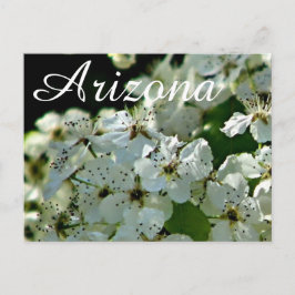 Pessegueiro em flor, cartão postal do Arizona