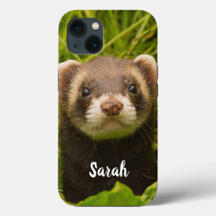 Pet Ferret na grama