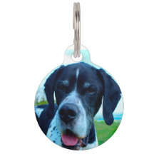 Cão Pointer Inglês.
