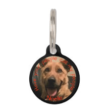 Tag personalizado da foto do animal de estimação