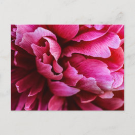 Pétalas de Peônia Rosa em Cartão Postal