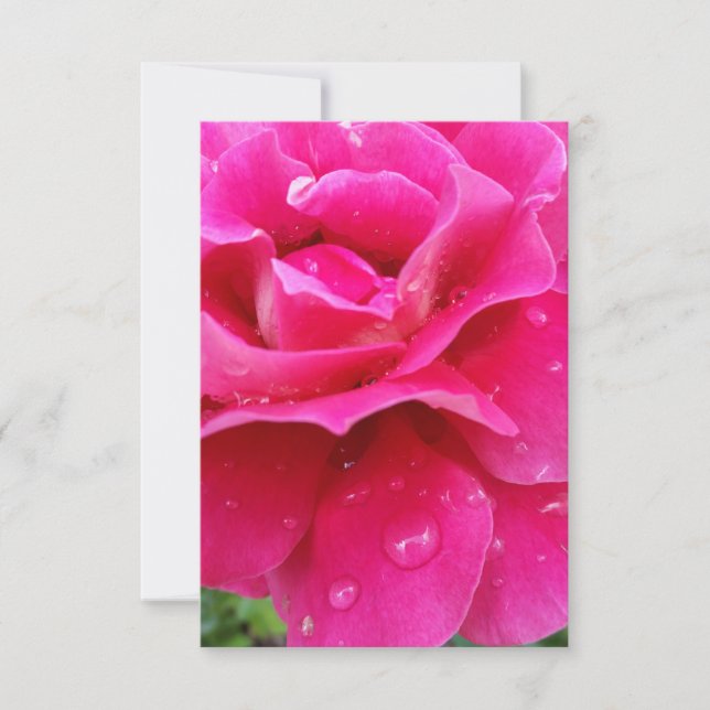 pétalas rosa rosa rosa rosa (Frente)