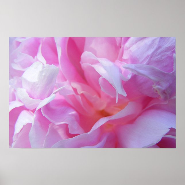 Petals cor-de-rosa, Peonie Poster (Frente)