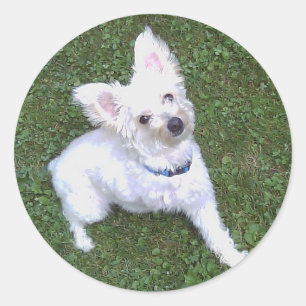 Petey a etiqueta de Pom-A-Poo