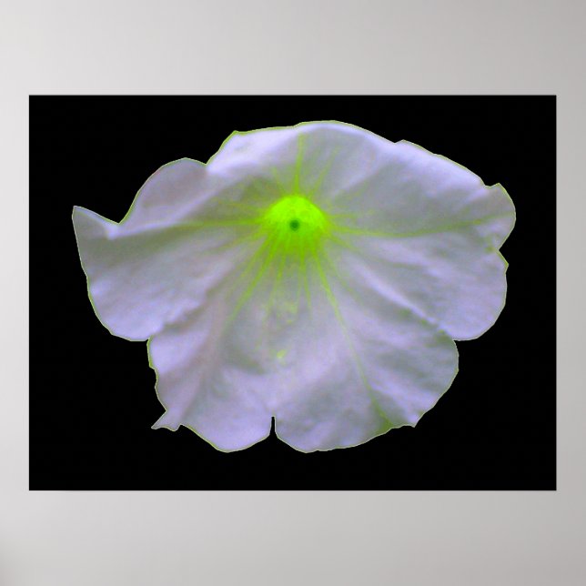 Petunia Green Glow Poster (Frente)