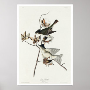 Pewit Flycatcher por Poster de Audubon