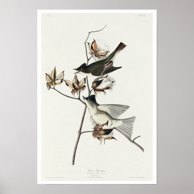 Pewit Flycatcher por Poster de Audubon (Frente)