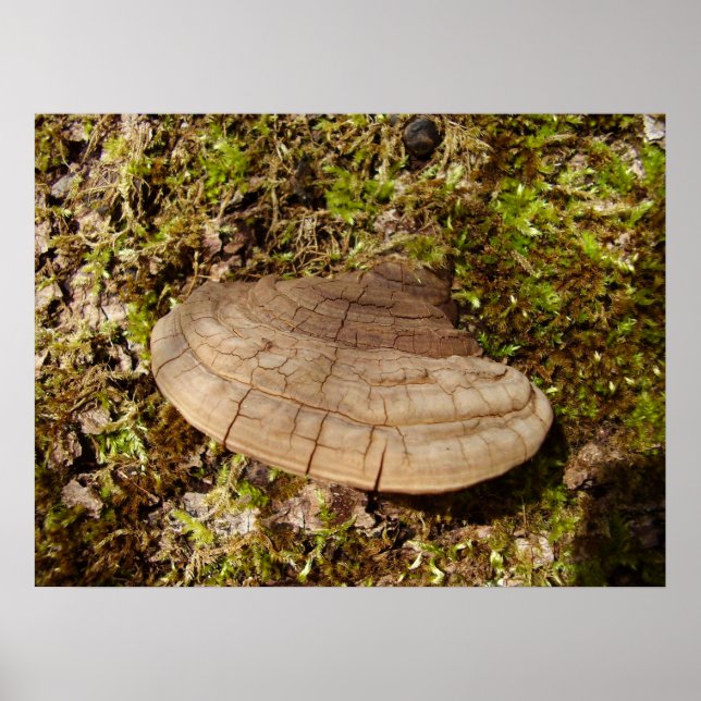 Phellinus igniarius Mushroom Poster (Frente)