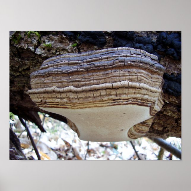 Phellinus igniarius Mushroom Poster (Frente)