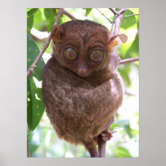 Philippine Tarsier Impressão