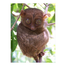 Philippine Tarsier Impressão