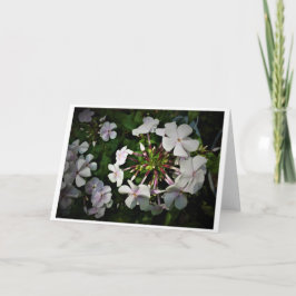 Phlox, cartão