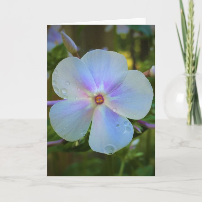 Phlox, cartão (Frente)