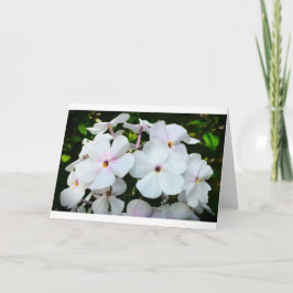 Phlox, Cartão