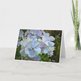 Phlox, cartão