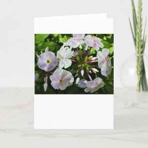Phlox, cartão