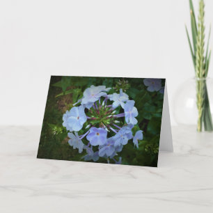 Phlox, cartão