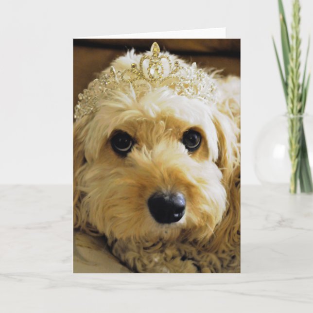 PhoebethePrincess, Cartão de Saudações Cavapoo (Frente)