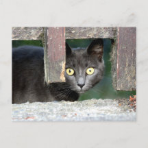 Photo cat , pet , animais . cartão postal