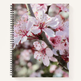 Pia Brilhante, Cola Vermelha.