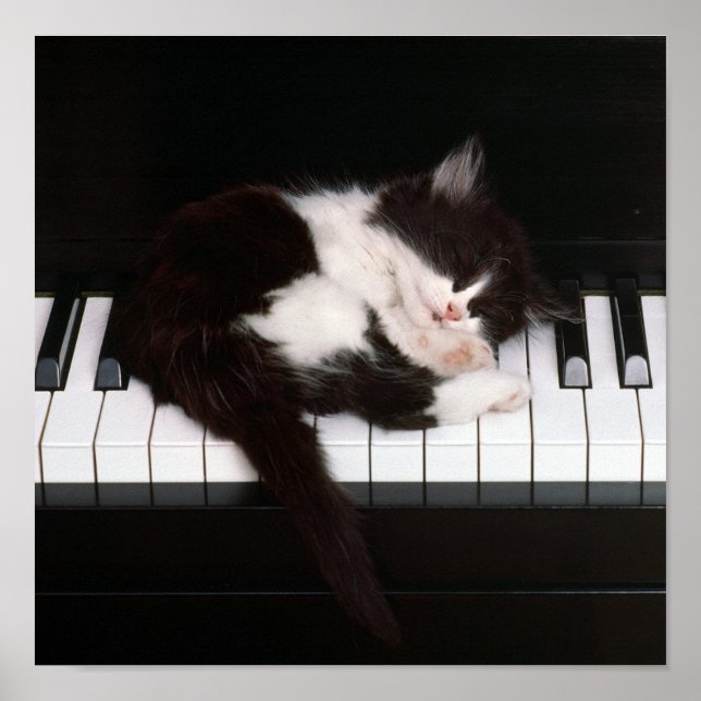 Piano Kitten Poster (Frente)