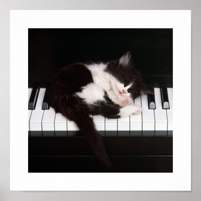 Piano Kitten Poster (Frente)
