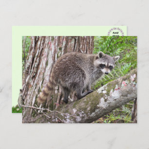 Pic de um Cartão postal de Foraging Raccoon