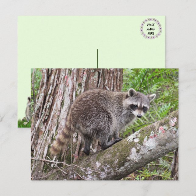 Pic de um Cartão postal de Foraging Raccoon (Frente/Verso)