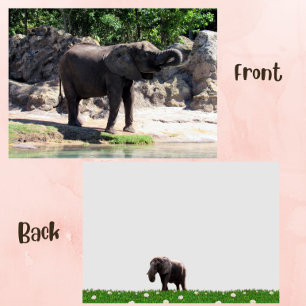 Pic de uma placa plana de elefante africana