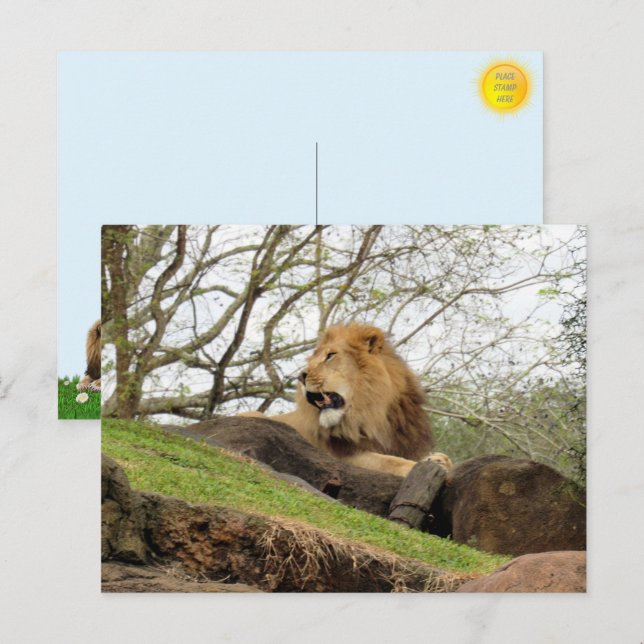 Pic do cartão postal de roaming de leão (Frente/Verso)