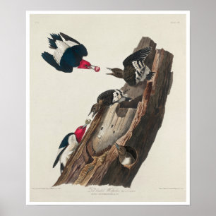 Pica-pau-cabeça-vermelha pela Poster de Audubon