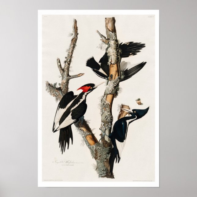 Pica-pau-marfim por Poster de Audubon (Frente)