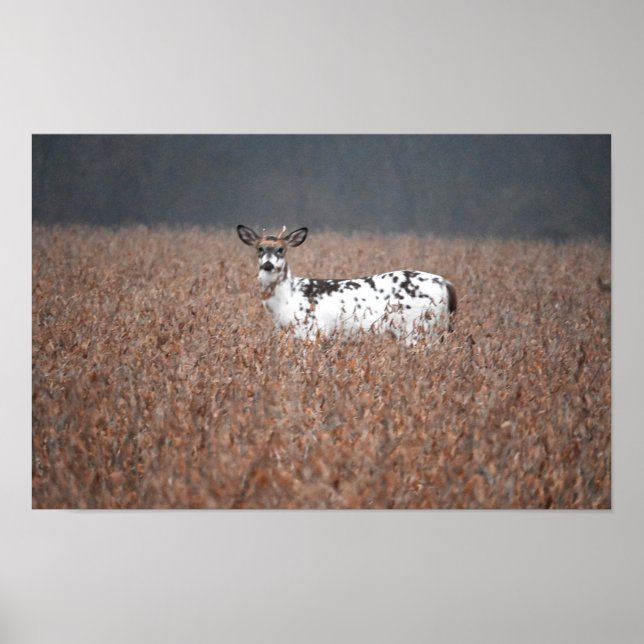 Piebald Deer Photo Poster (Frente)
