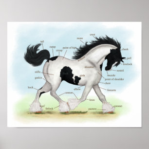 Piebald Gypsy Horse Poster
