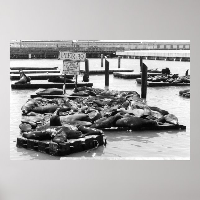 Pier 39 Sea Lions poster (Frente)