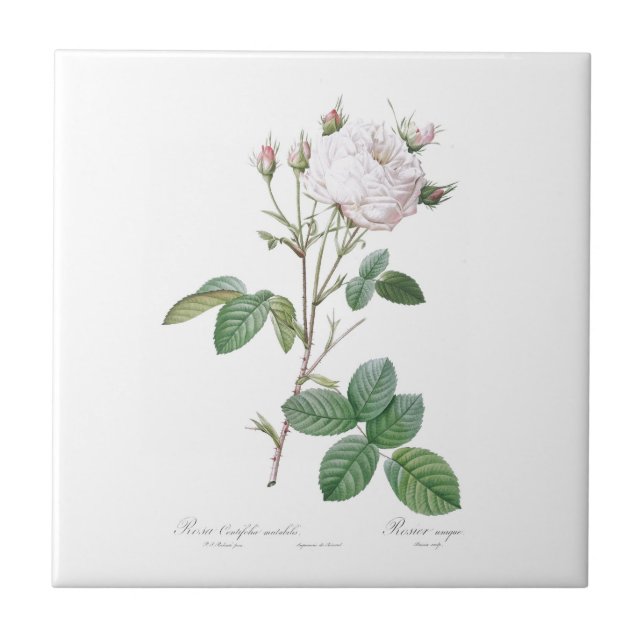 PIERRE-JOSEPH REDOUTÉ "CABBAGE ROSA" AZULEJO CERAM (Frente)