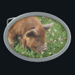 PIG CUTO<br><div class="desc">Um design fotográfico de um porco kunekune muito fofo.</div>