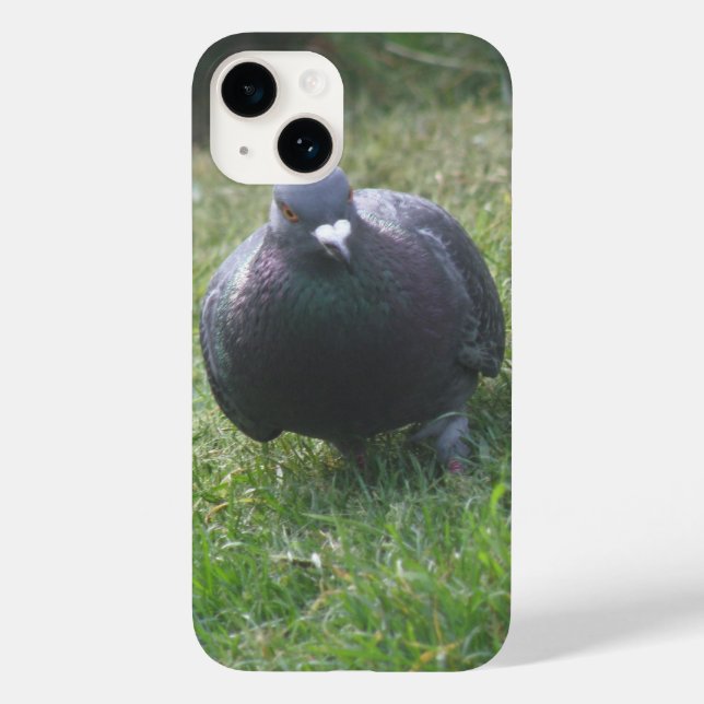 Pigeon (Verso)