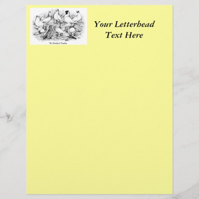 Pigeons de Tumbler de faces curtas (Frente)