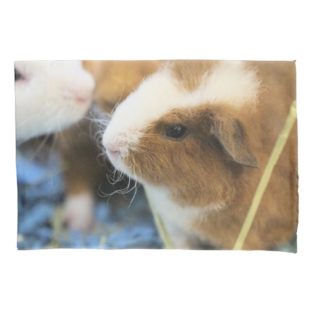 Piggy (Frente)