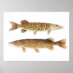 Pike do norte & poster barrado da arte de Muskie