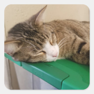 Pilha curta os adesivos de gato