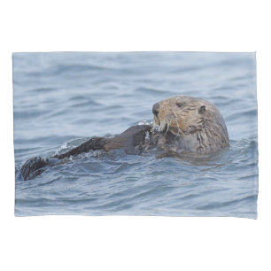 Piloto Padrão da face