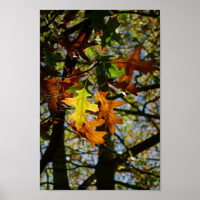 Pin Oak Sai Poster (Frente)