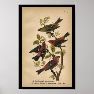 Pine Grosbeak, Impressão de aves de 1890
