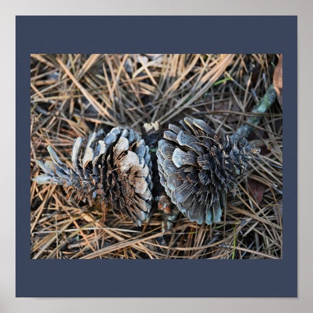 Pinecones Poster (Frente)