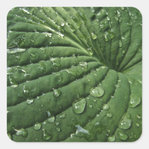 Pingos de chuva em etiquetas da folha do Hosta