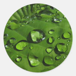 Pingos de chuva em etiquetas verdes da folha