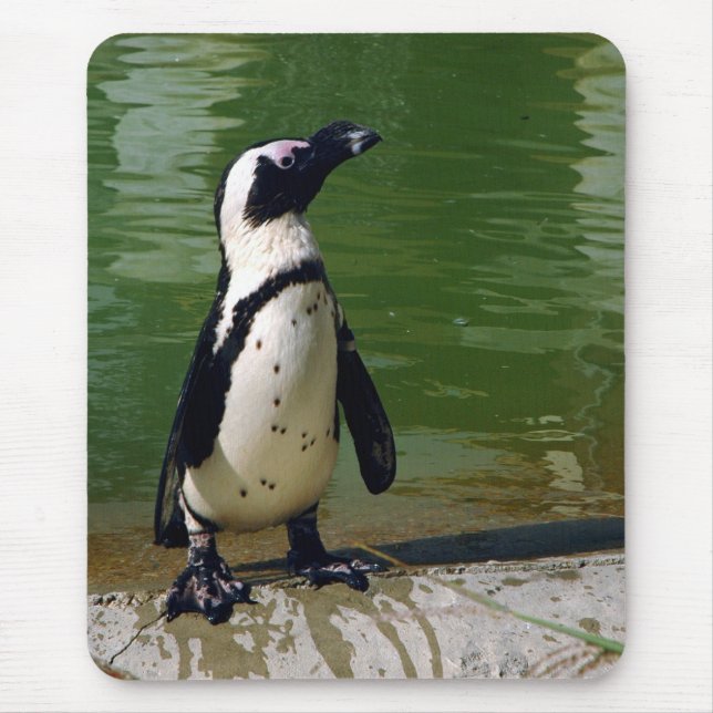 Pinguim africano Mousepad (Frente)